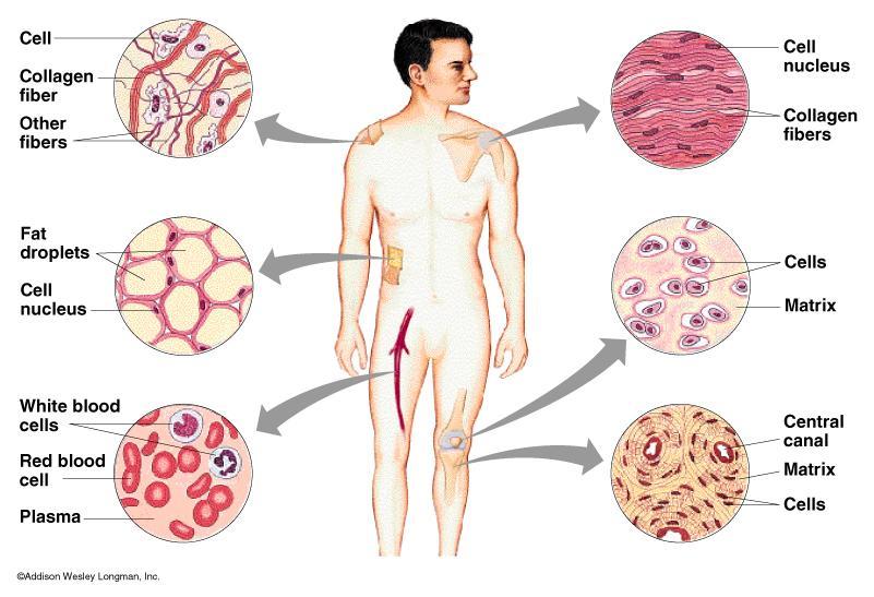 Connective Tissue Binds and Provides Support A. Loose Connective Tissue D.