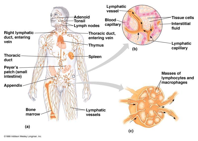Lymphatic and