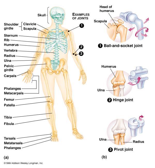 Skeletal System: