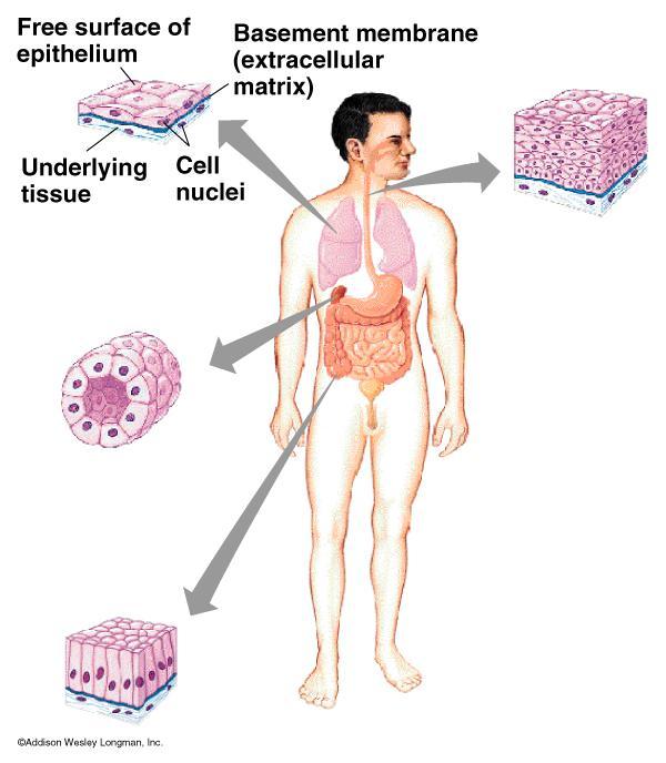 Epithelial Tissue Covers and Lines the Body and its Parts A. Simple squamous (Lung air sacs) B.