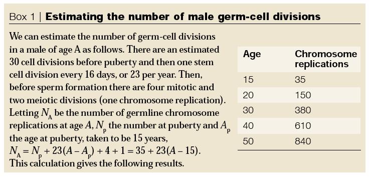 The germline mutation rate in human males, especially older males, is generally much higher than in females, mainly