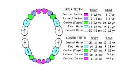 Teething For most babies, the lower middle incisors are the first teeth to erupt. They come in around 6-10 months. Most likely, all twenty of your child s baby teeth will have come in by age 3.