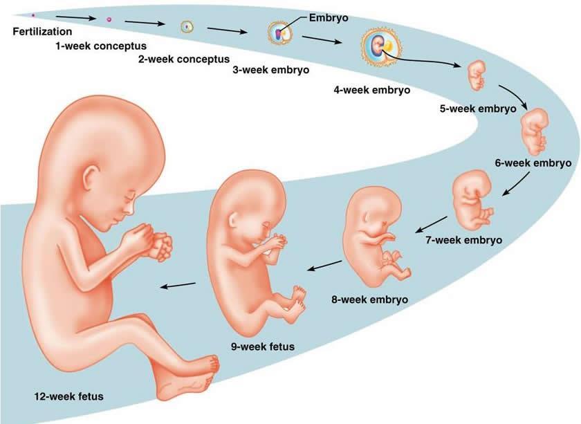 Human Development 31 During development DNA and Genes Most cells become specialized, taking on characteristic shapes or functions Skin, bone, nerve,