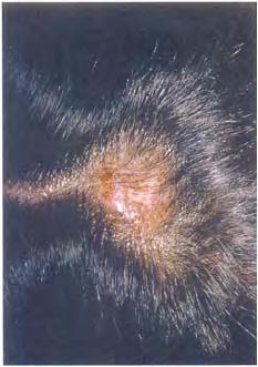 Disorders of the hair and the scalp 47 Figure 6.