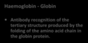 Haem Globin Antibody