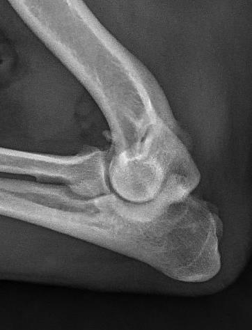 Older Dogs Osteoarthritis Rarely primary OA in dogs Secondary to elbow dysplasia Secondary to shoulder instability Biceps tenosynovitis Previous trauma