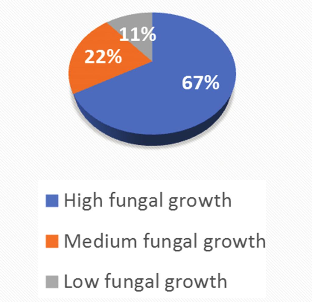 In cases where dentures were uncleaned, high fungal growth was seen in 67% of the cases [Figure 6].