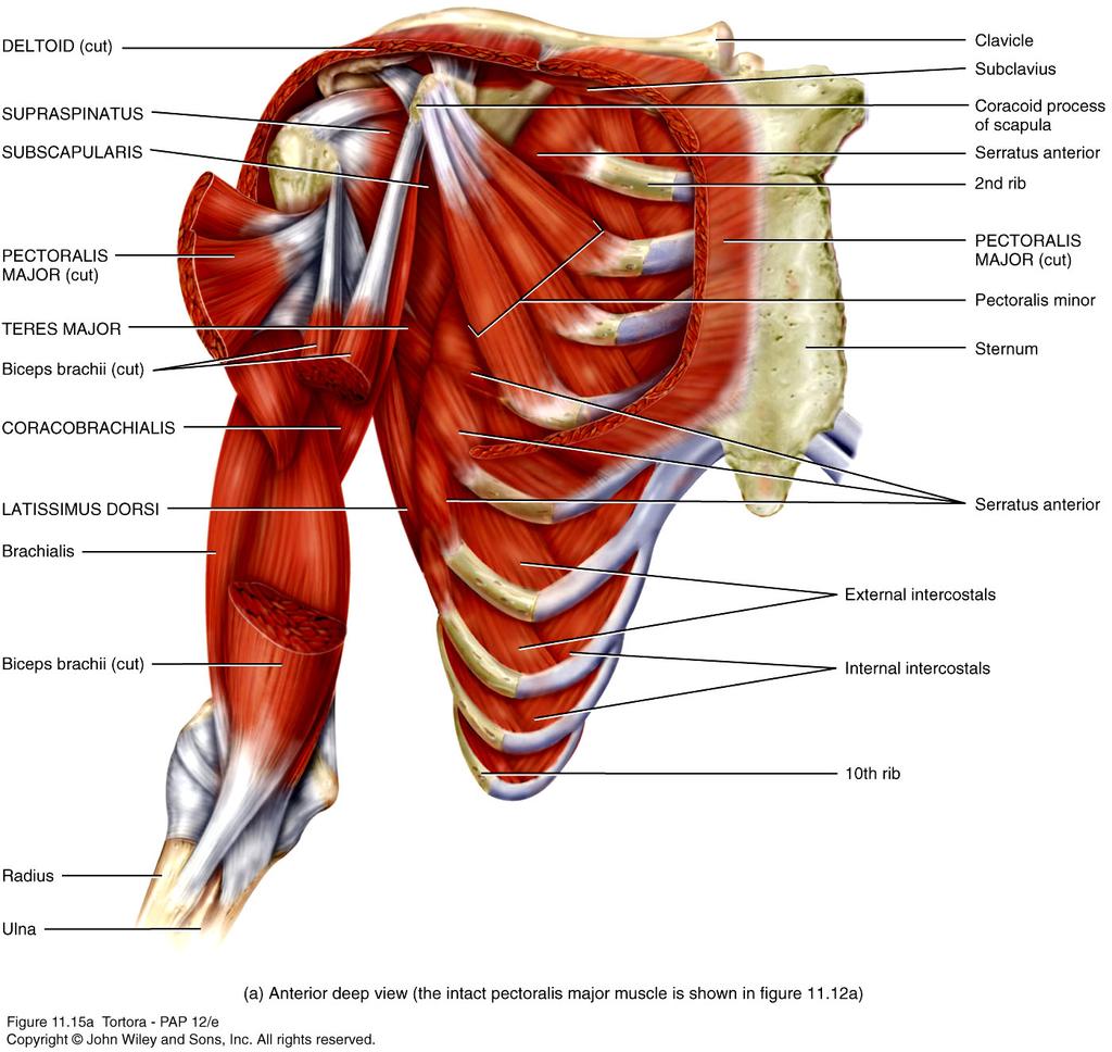 Muscles of the Thorax and