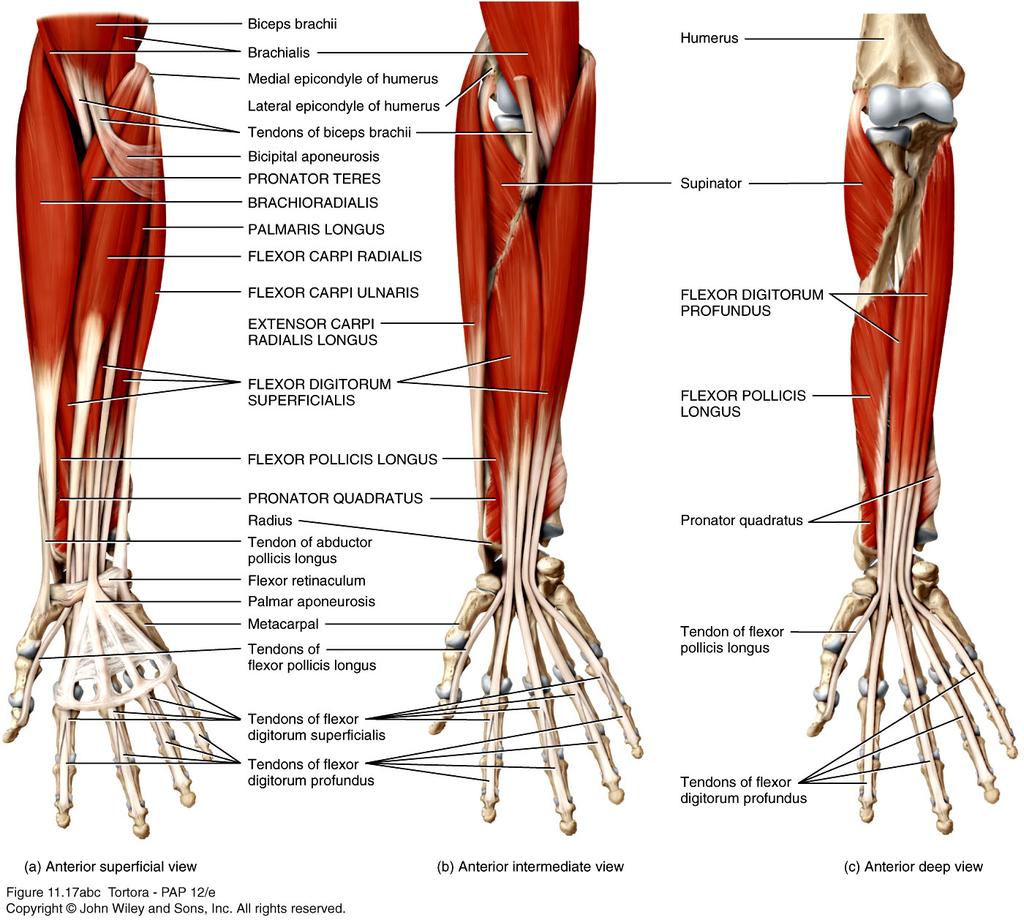 Muscles of the Forearm that Move