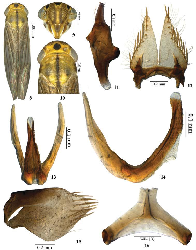 Acta Entomologica Musei Nationalis Pragae, 54(1), 2014 61 Figs 8 16. Cofana trilobata sp. nov., male.