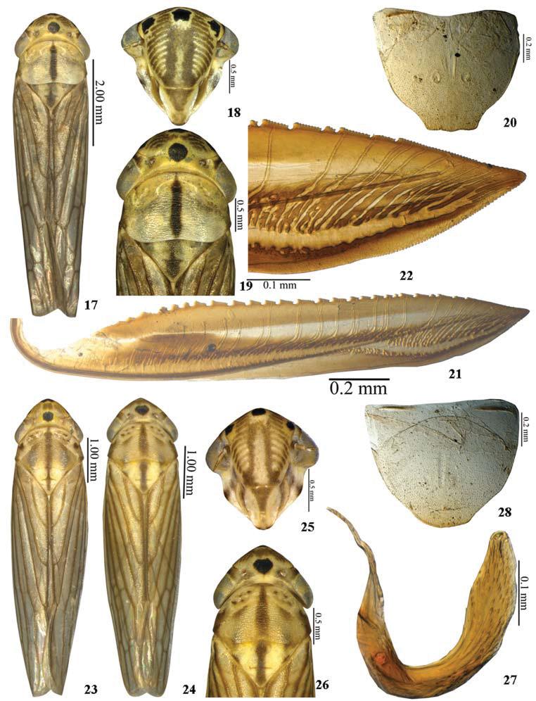 62 MESHRAM & RAMAMURTHY: A new species of Cofana from India (Cicadellidae) Figs 17 27. 17 22 Cofana trilobata sp. nov., female.