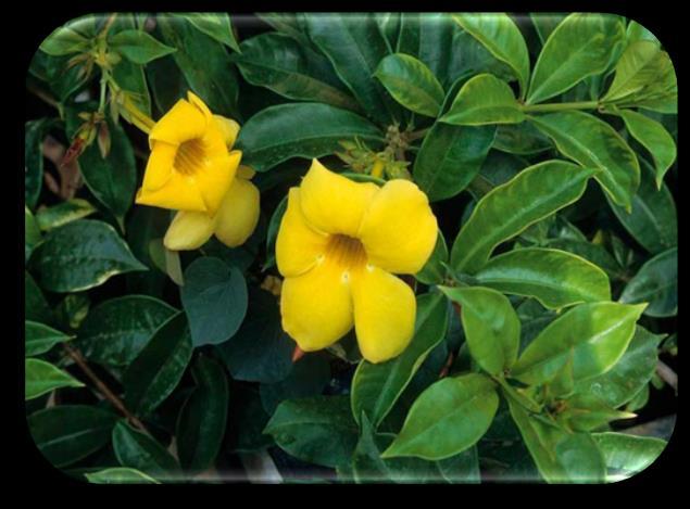 Allamanda cathertica Plant name: Allamanda cathertica. Family: Apocyanaceae Parts used: Stem & Leaves Common name: Allamanda Yellow, Golden Trumpet Hindi name: Pilaghanti, Saithani phool.