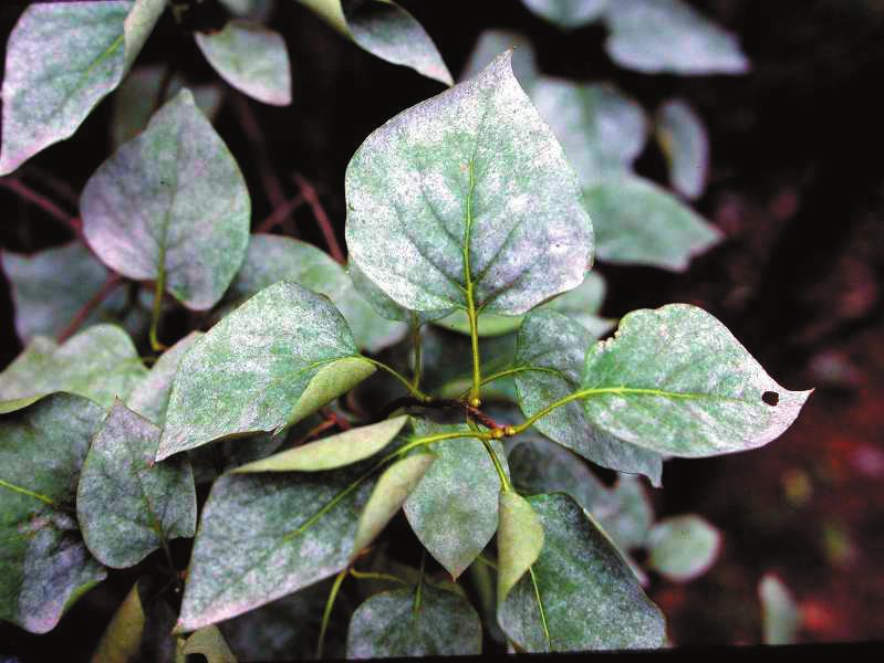 P o w d e Powdery Mildew Many landscape plants are susceptible to powdery mildew fungi. This fungus usually appears as a grayish or white powdery growth on the leaves and other tissue.
