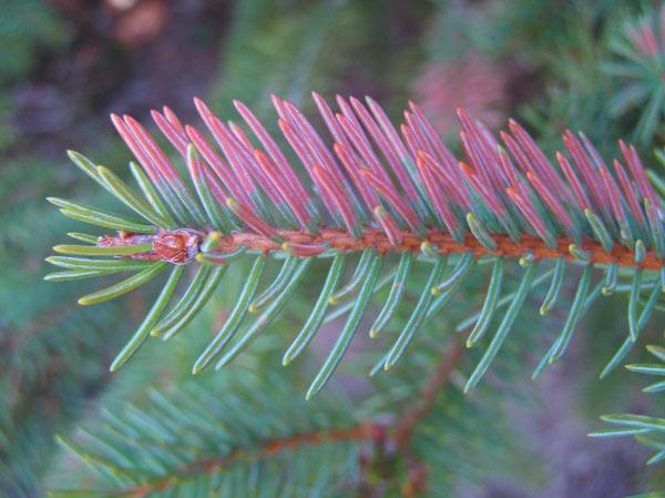 R Rhizosphaera h i z o s Needle Cast Rhizosphaera is a fungus disease and typically affects blue spruce trees.