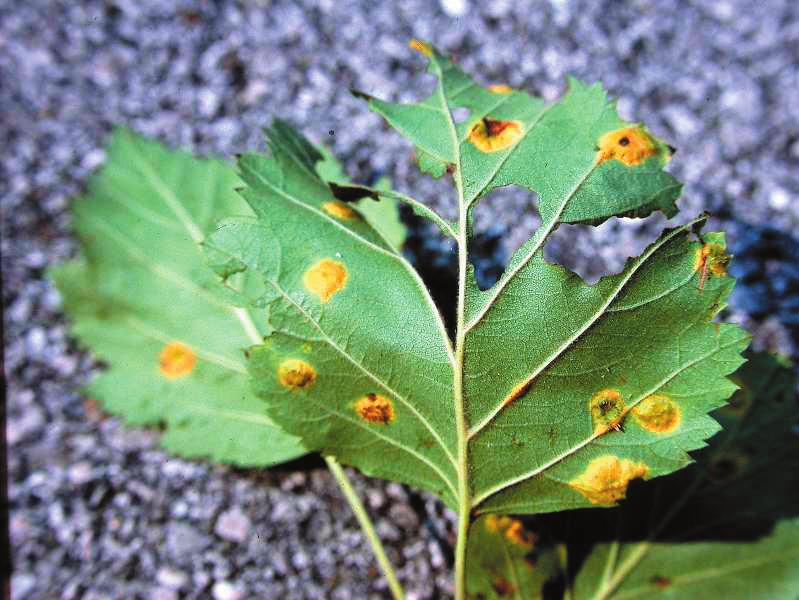 R u s t Rust Rust is a parasitic fungi that form dry reddish, yellowish, or orange spore masses on infected tissue.