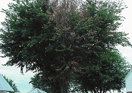Em Elm Dutch Elm Disease Dutch elm disease is a fungal disease in elm trees that is spread by the elm bark beetle. The symptoms are the result of a fungus infecting the vascular system of the tree.