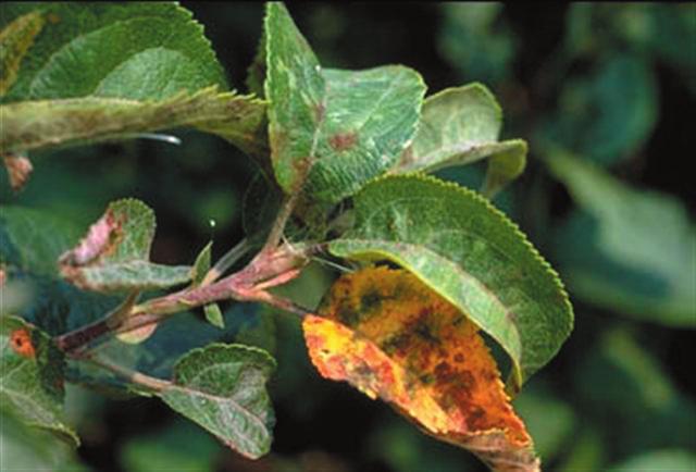 A p p l e Apple Scab Apple scab is a fungus and occurs on apple and crabapple trees. In late fall to early spring round black dots appear primarily on infected leaves from the previous year.
