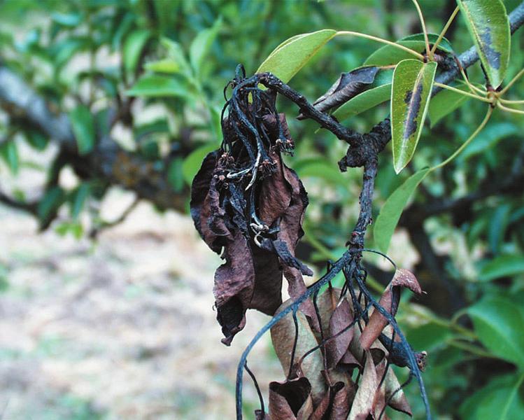 F i r e b l i Fireblight Fireblight is a bacterial disease that damages only a select few of plants including pear, apple, hawthorn, and roses.