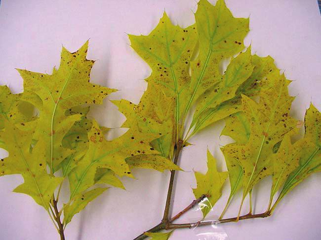 I r o n C h Iron Chlorosis Iron deficiency causes new foliage to be undersized and pale. Fading appears first around leaf margins, then spreads inward until only the veins are green.