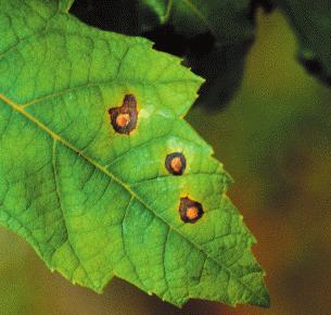 L e a f S p Leaf Spot This fungal disease affects a number of different types of trees and shrubs. Tiny reddish-brown spots appear on the leaves of infected plants and darken as the leaves mature.