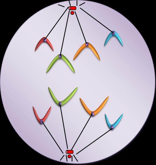 The chromosomes are attached to the spindle fibres by the centromere. 2.0.