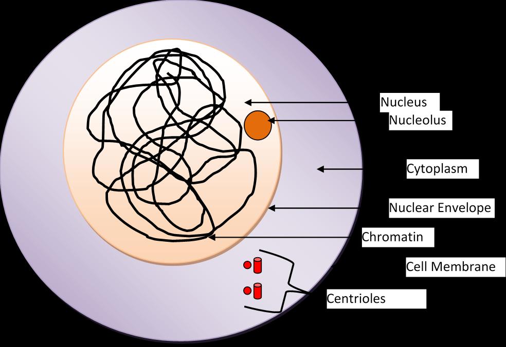 A cell in interphase has a clear nucleus with a nucleolus and chromatin threads and two pairs of centrioles.