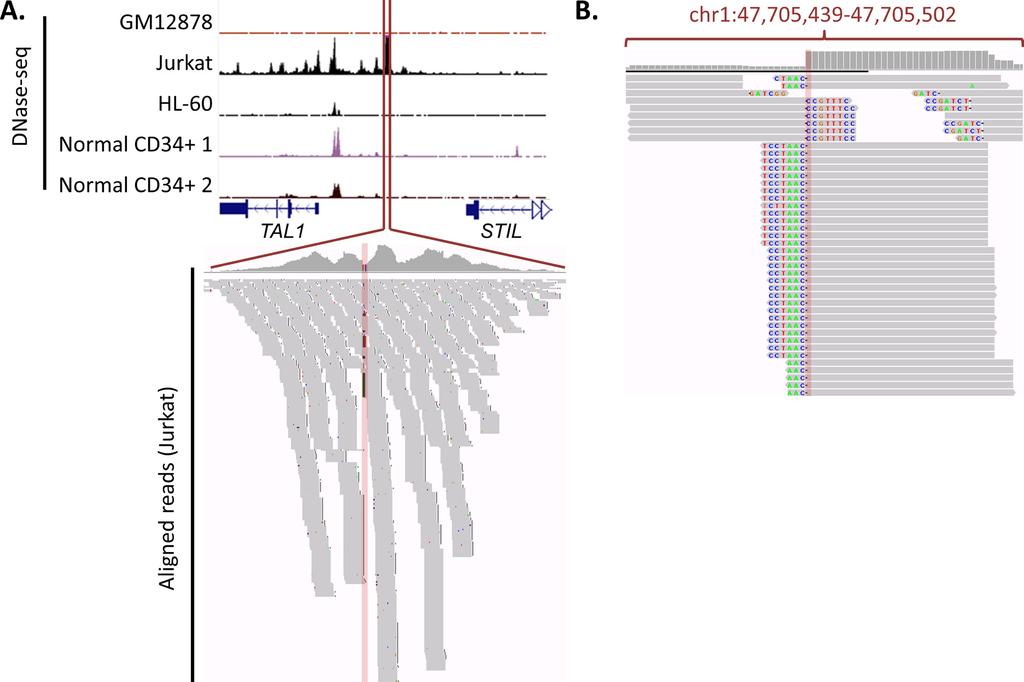 Figure 5: Gain of TAL1 enhancer mutation, along with DNase-seq data and sequencing reads. A. DNase-seq data around TAL1-STIL locus.