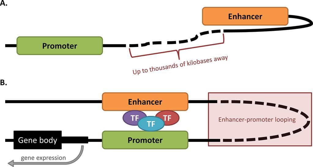 Figure 1: Enhancer-promoter looping occurs over vast distances of DNA. A. Inactive enhancer and promoter.