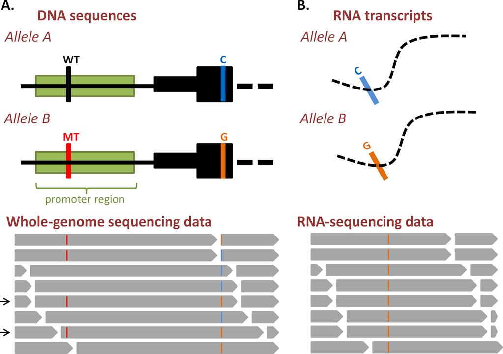 Figure 3: Analysis of allele-specific gene expression from DNA- and RNA-sequencing data. A. DNA and whole-genome sequencing data.