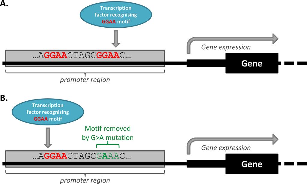 Figure 4: Transcription factor redundancy can impact on the functional effect of some mutations. A. Wild-type promoter, with transcription factor redundancy.