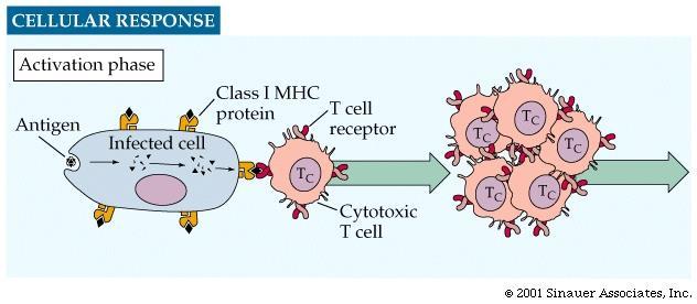 CELL-MEDIATED