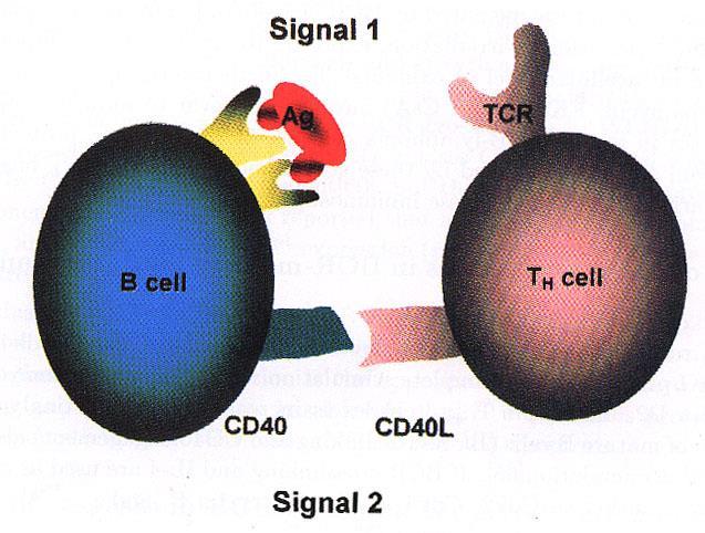 B CELLS and the HUMORAL IMMUNE RESPONSE Example: 1) a B cell encounters an antigen in the blood or lymph that fits its antigen receptors