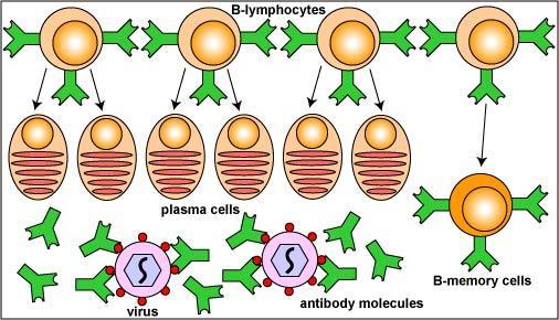 3) some activated B cells specialize into PLASMA CELLS (antibody-producing cells) *(antibodies react against the antigen that