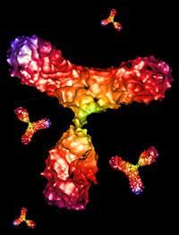 Antibody Structure and