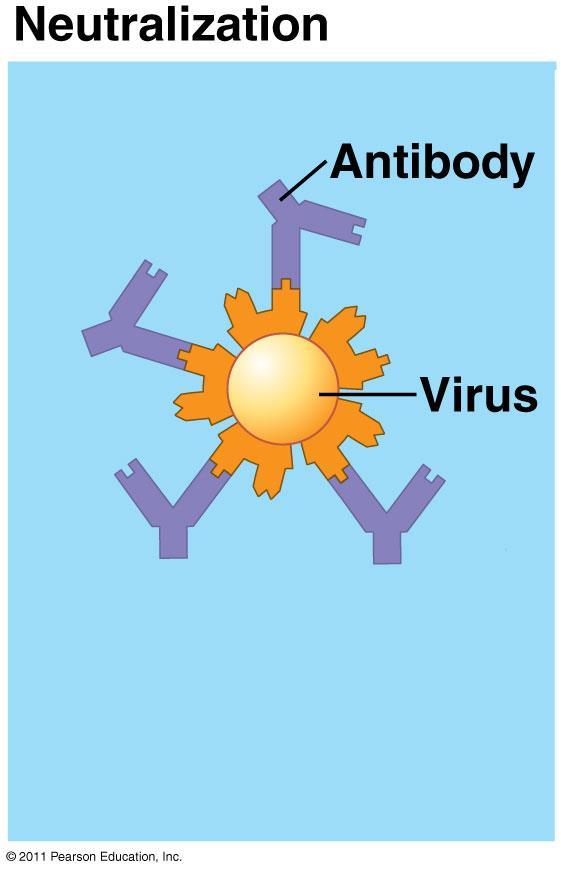 ANTIBODY ACTIONS antibodies work by: 1) NEUTRALIZATION: bind directly to