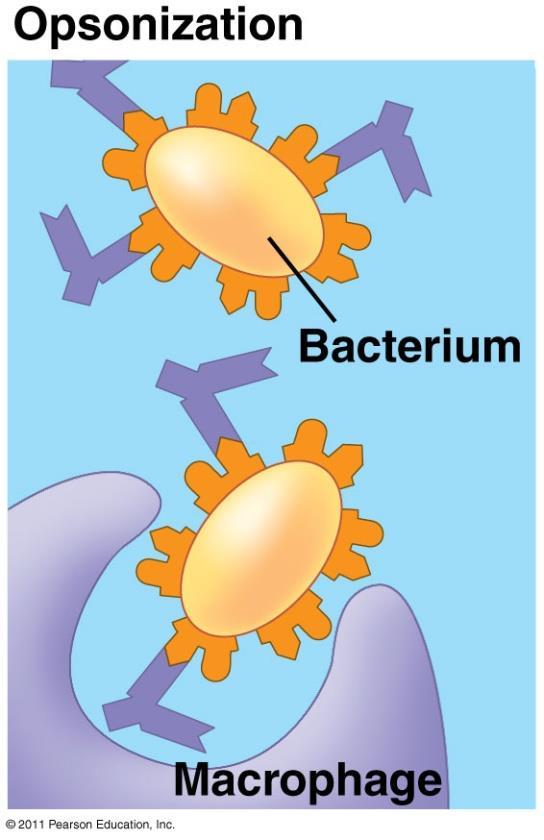 ANTIBODY ACTIONS antibodies work by: 2) OPSONIZATION: binding to antigens on surface of bacteria promotes