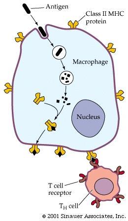 3) the macrophage encounters a HELPER T CELL with the appropriate antigen receptor activates T cell