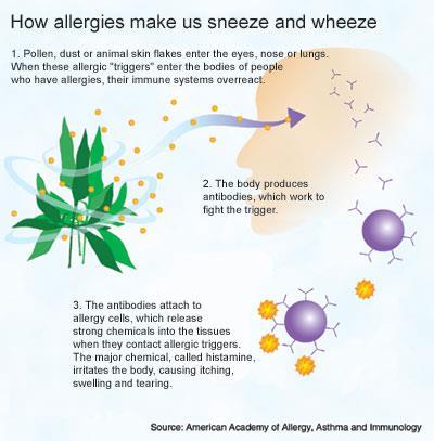 ALLERGIC REACTIONS 2) Immediate-reaction allergy: an inborn ability to overproduce IgE antibodies in
