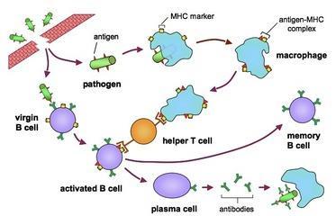 8a) How does a helper T-cell activate a cytotoxic T-cell?
