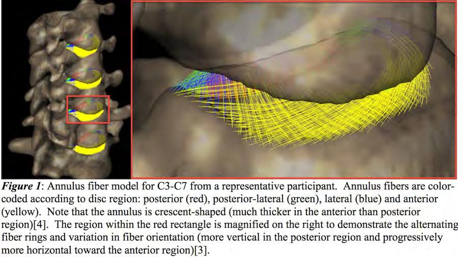 fiber strain versus intervertebral angle were available for each of the three dynamic movements.