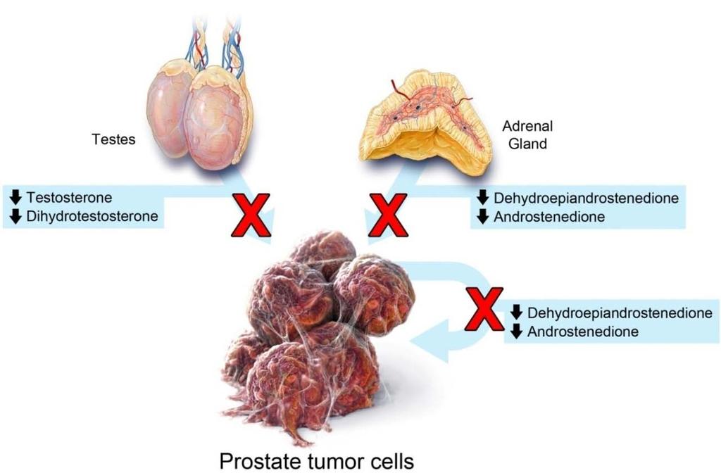Androgens produced at 3 critical sites lead to tumor growth Testes Adrenal glands Prostate