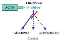 O O O HO OH P450 SCC Aldosterone HO Cholesterol HO O O Pregnenolone Progesterone Corticosterone P450 17α 21-hydroxylase (17α-hydroxylase) 11β-hydroxylase OH O O O OH OH HO OH HO O O