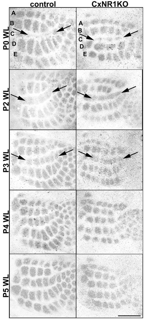 Datwani et al. Thalamocortical Plasticity in CxNR1KO Mice J. Neurosci.