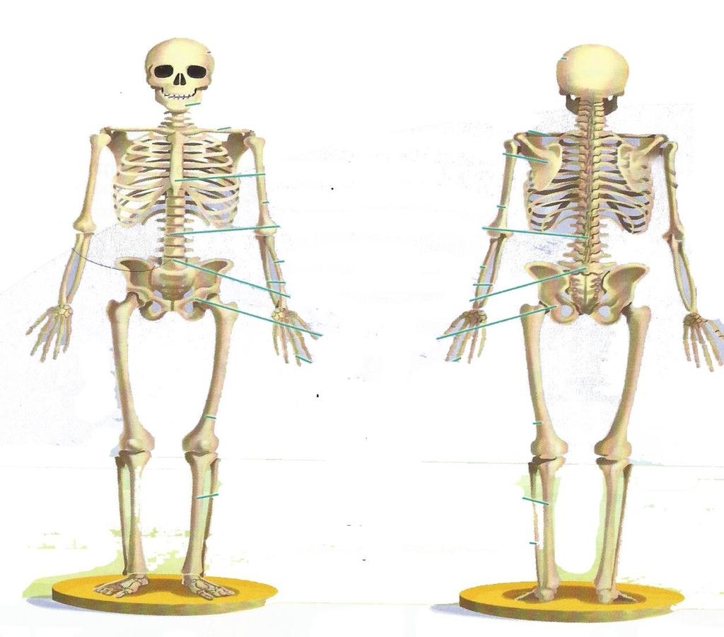 They give us the ability to move our body in different ways. In some parts of the body, like the knee or elbow, bones are connected through JOINTS.