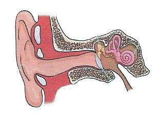 HEARING The EAR is the sense organ that we use to hear sounds. It has three parts: 2. EAR CANAL: the sound travels to the eardrum. 3.