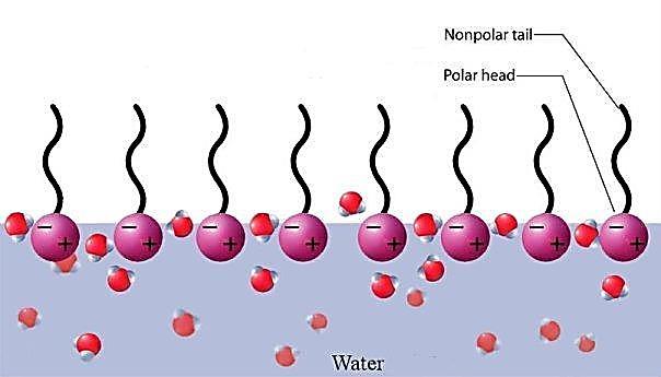 Lets first know what is adsorption Certain molecules and ions, when dispersed in the liquid, move of their own accord to the interface.