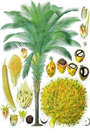 5/7 4. Different oils for feed purposes Palm oil is mainly extracted from the fruits of the oil palm (Elaeis Guineensis or Elaeis oleifera).