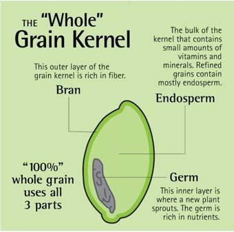 2 Kinds of Grain: Whole and Refined Whole grain contains the entire grain kernel (the bran, germ, and endosperm) Whole wheat flour Bulger (cracked wheat) Rolled oats (used in oatmeal) Quinoa Whole