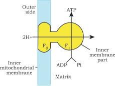 34 BIOLOGY Figure 14.5 Diagramatic presentation of ATP synthesis in mitochondria transport system is utilised in synthesising ATP with the help of ATP synthase (complex V).