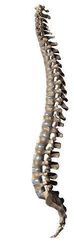 SPINAL COLUMN 33 vertebrae separated by intervertebral discs Cervical 7 (C1 C7) Cervical Vertebrae Thoracic 12 (T1 - T12)